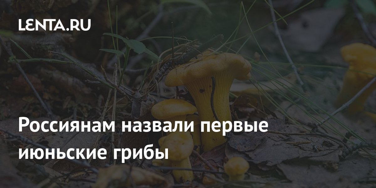 Россиянам назвали первые июньские грибы