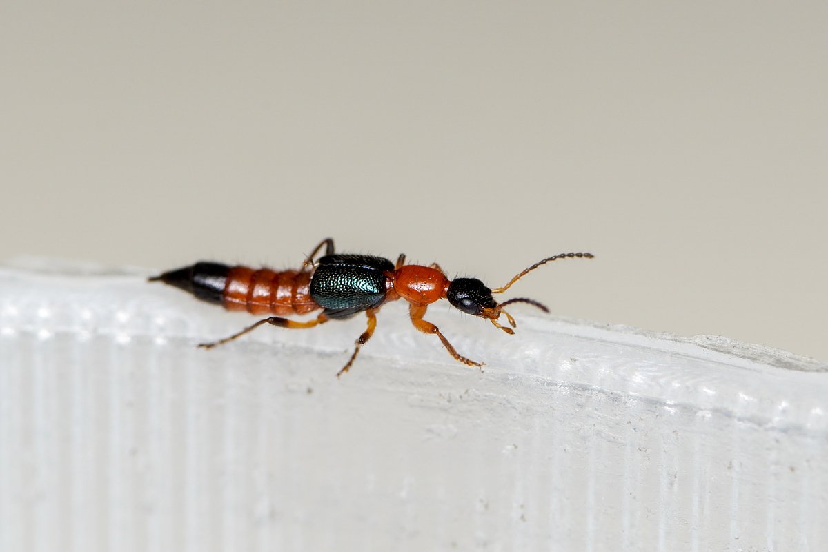 tomcat beetle
