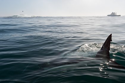 Акула напала на мужчину на территории военно-морской базы