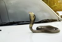 Змея спряталась под автомобилями москвичей 