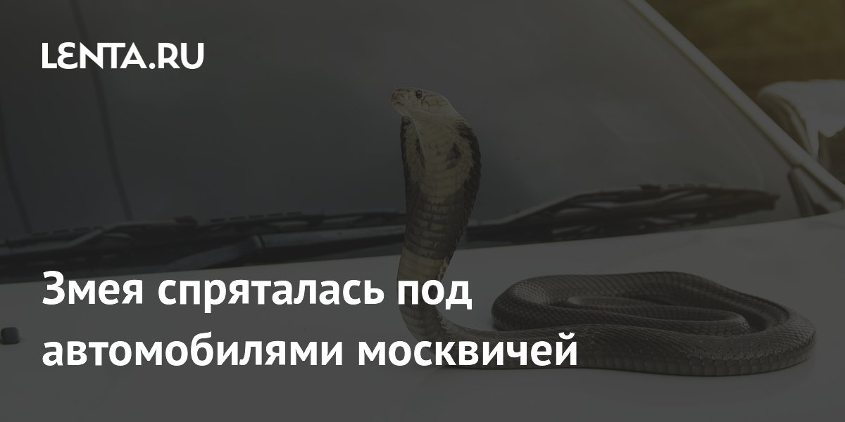Змея спряталась под автомобилями москвичей