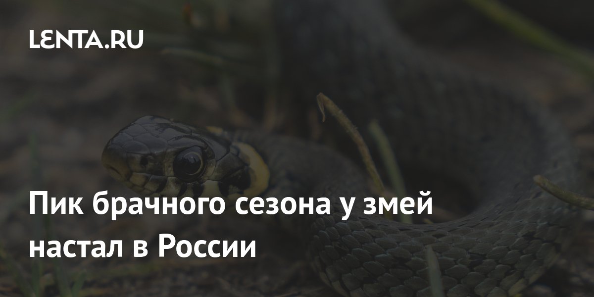 Пик брачного сезона у змей настал в России