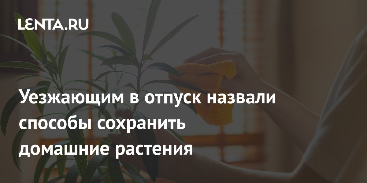 Уезжающим в отпуск назвали способы сохранить домашние растения