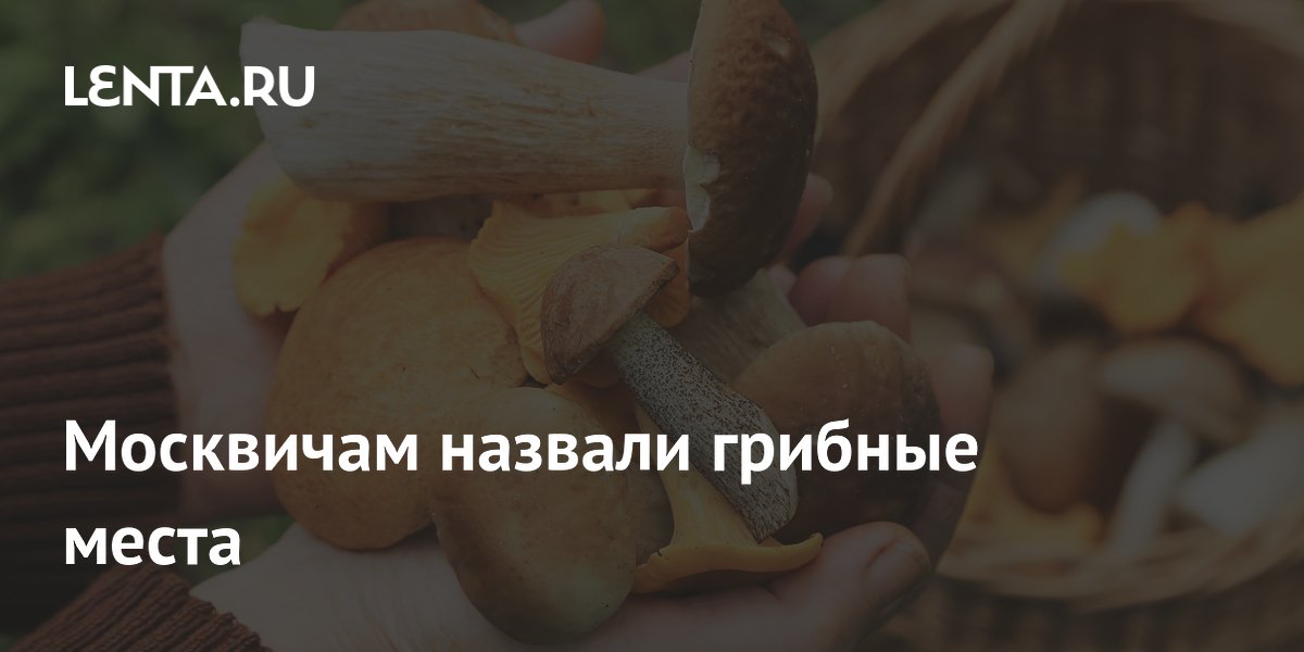 Москвичам назвали грибные места