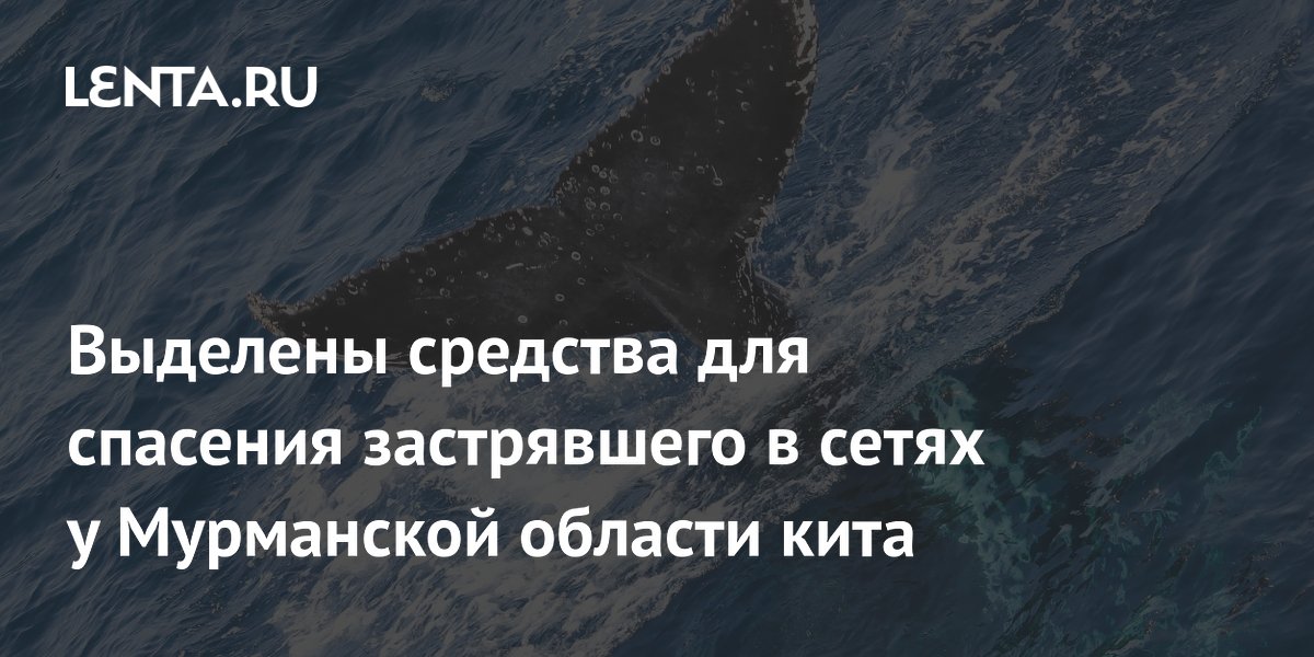 Выделены средства для спасения застрявшего в сетях у Мурманской области кита