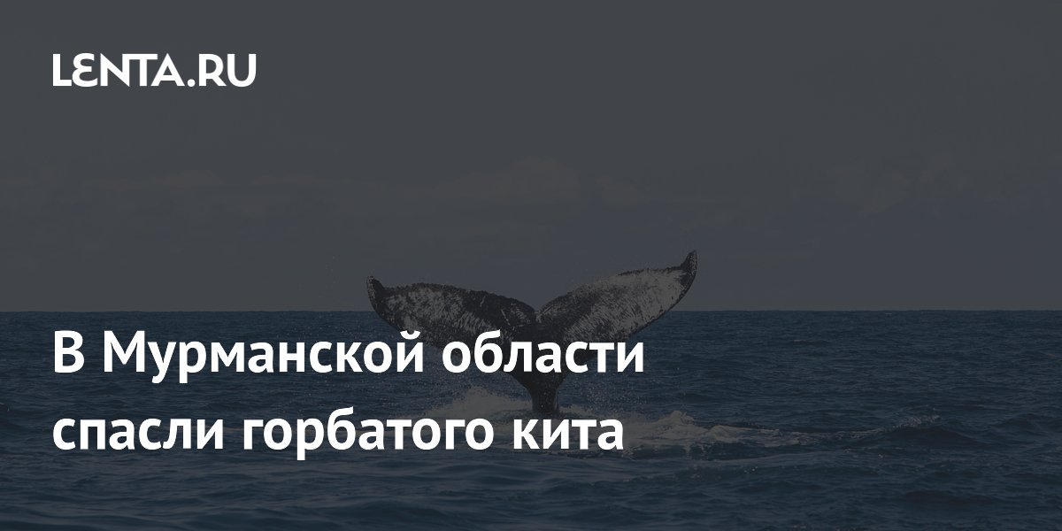 В Мурманской области спасли горбатого кита