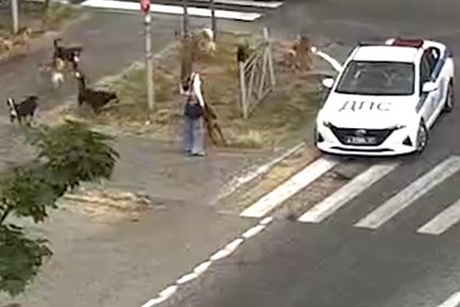 Стая собак набросилась на девушку с питомцем в российском регионе и попала на видео