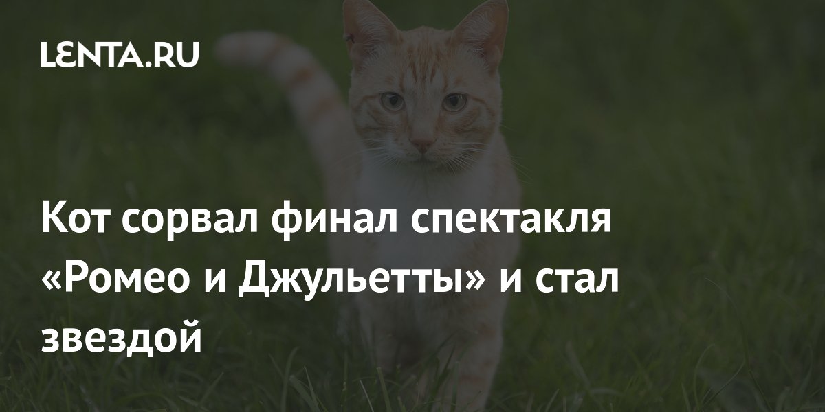 Кот сорвал финал спектакля «Ромео и Джульетты» и стал звездой