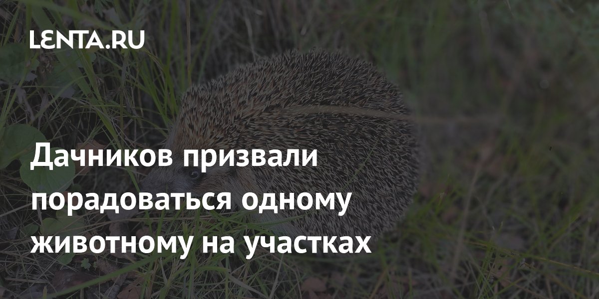Дачников призвали порадоваться одному животному на участках