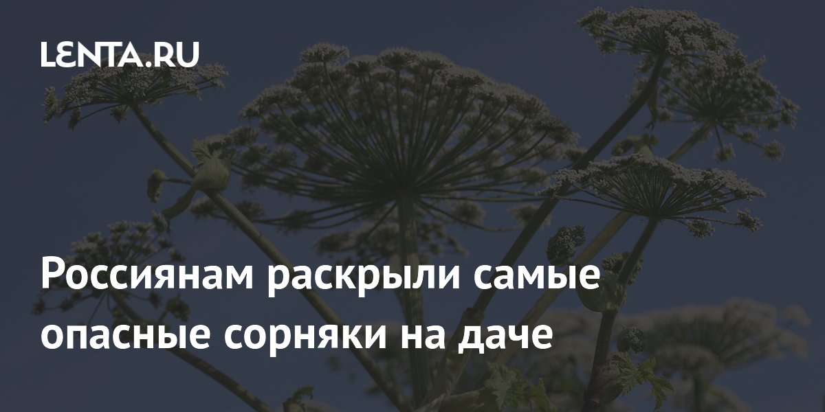 Россиянам раскрыли самые опасные сорняки на даче