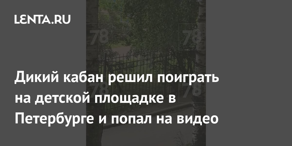 Дикий кабан решил поиграть на детской площадке в Петербурге и попал на видео