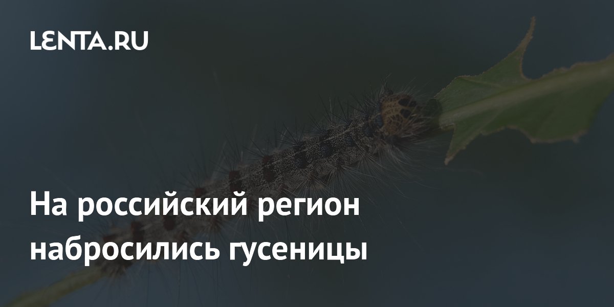 На российский регион набросились гусеницы