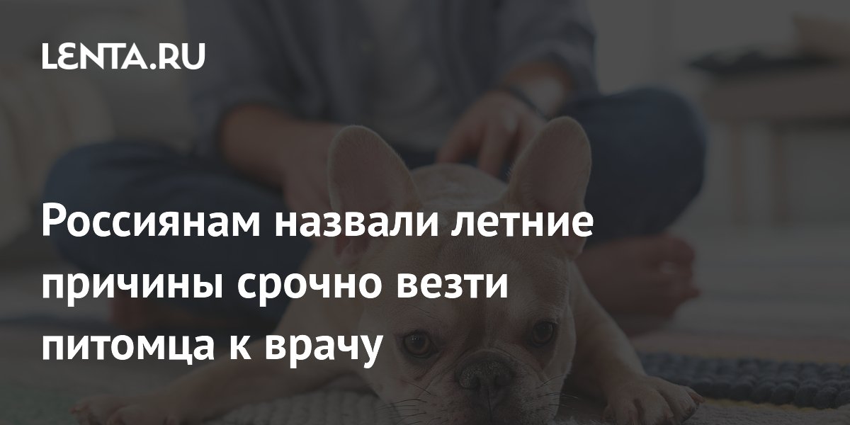 Россиянам назвали летние причины срочно везти питомца к врачу
