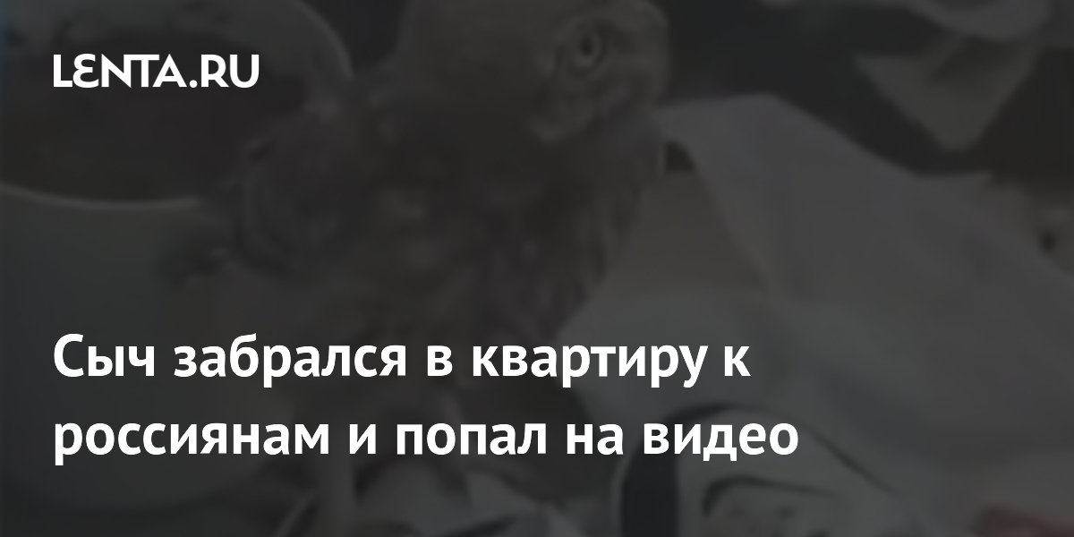 Сыч забрался в квартиру к россиянам и попал на видео