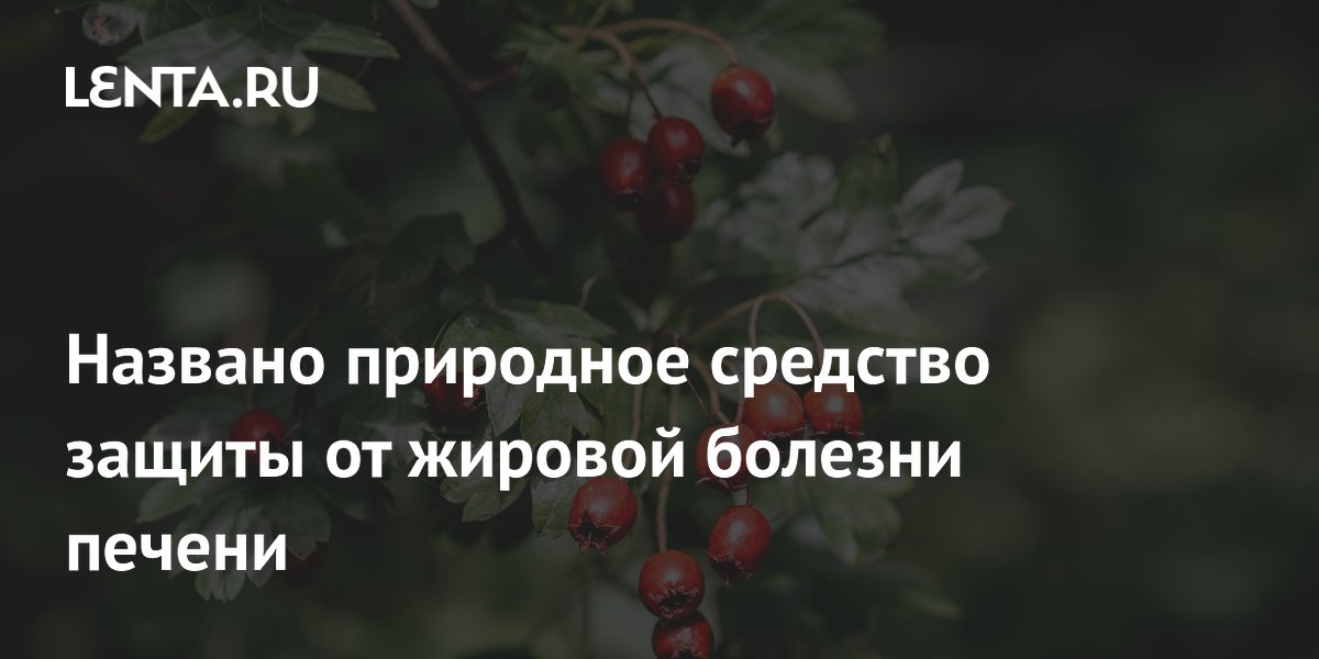Названо природное средство защиты от жировой болезни печени