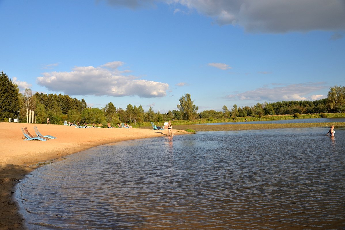 Около водоема много хвойных деревьев