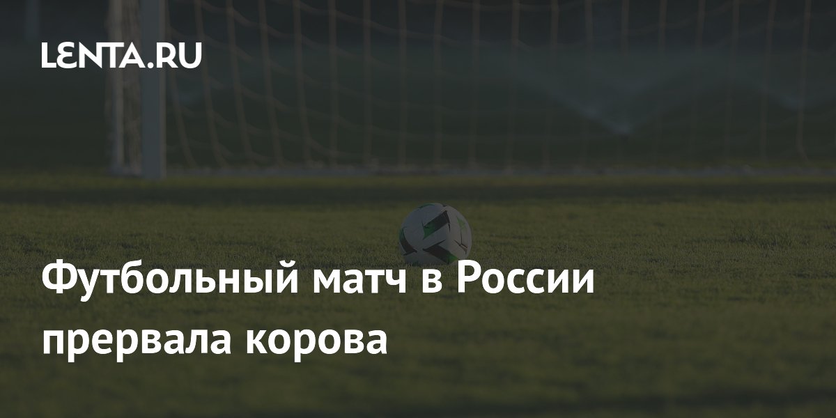 Футбольный матч в России прервала корова