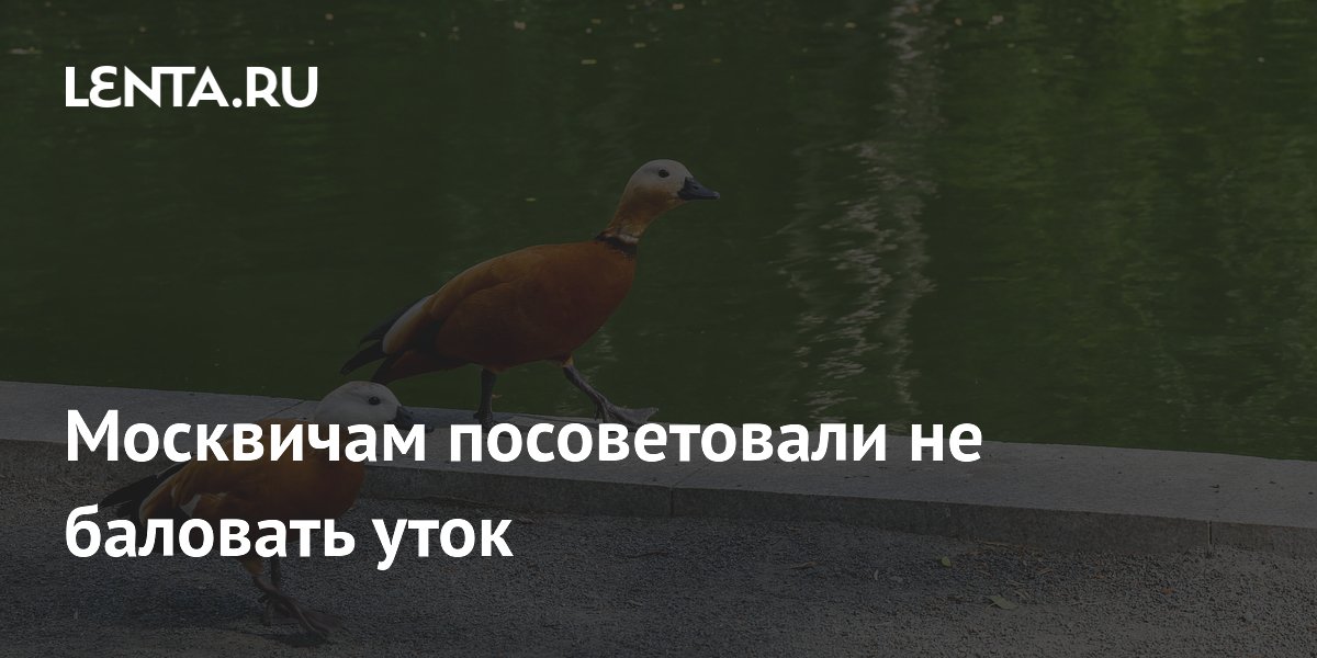 Москвичам посоветовали не баловать уток