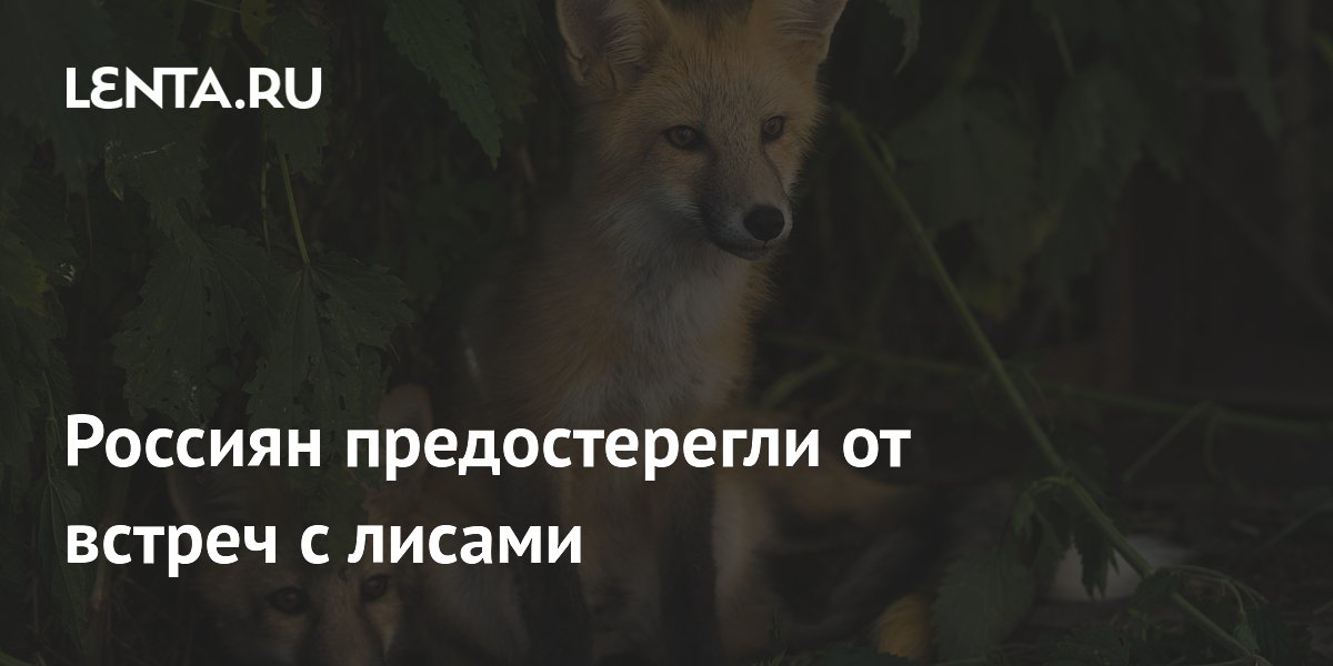 Россиян предостерегли от встреч с лисами