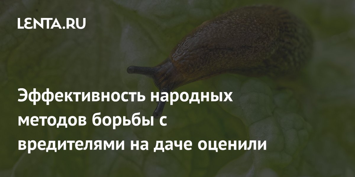 Эффективность народных методов борьбы с вредителями на даче оценили