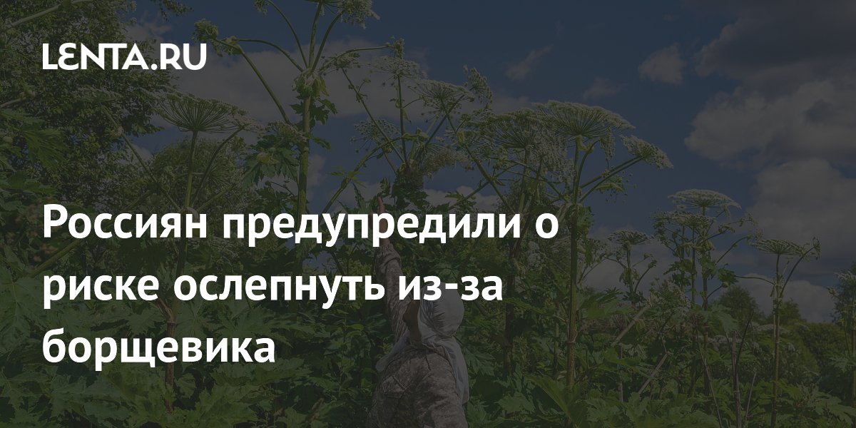 Россиян предупредили о риске ослепнуть из-за борщевика