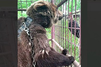 Почти 20 лет просидевшую в клетке медведицу из Приморья доставили в Москву