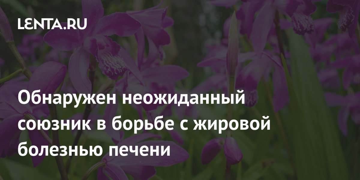 Обнаружен неожиданный союзник в борьбе с жировой болезнью печени