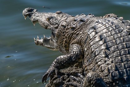 Крокодил попытался утащить мужчину в воду