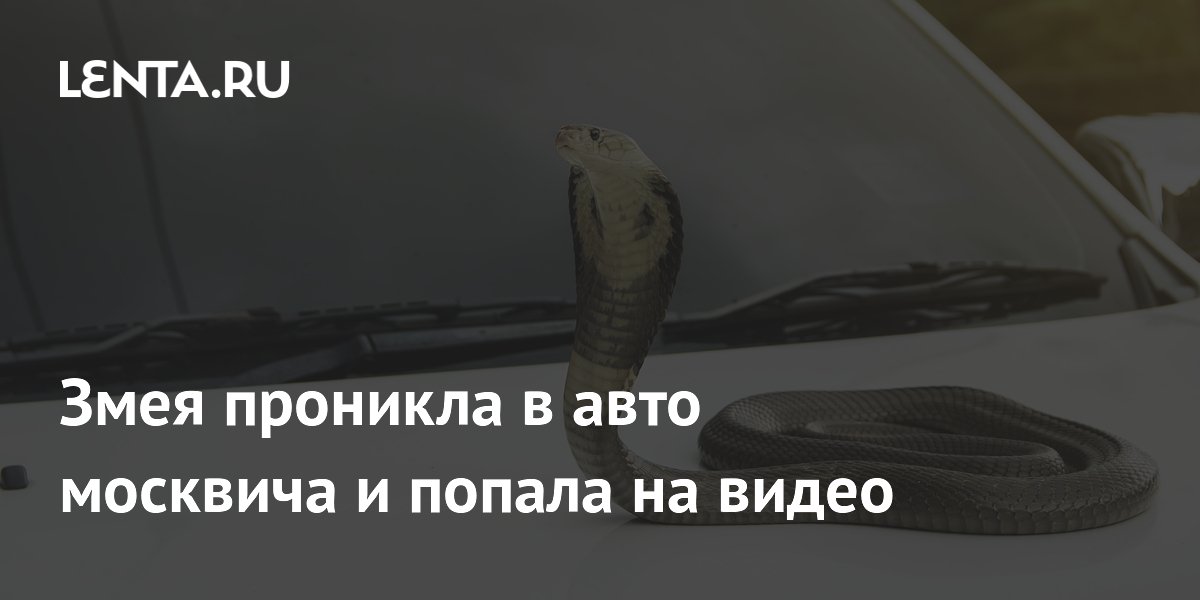 Змея проникла в авто москвича и попала на видео