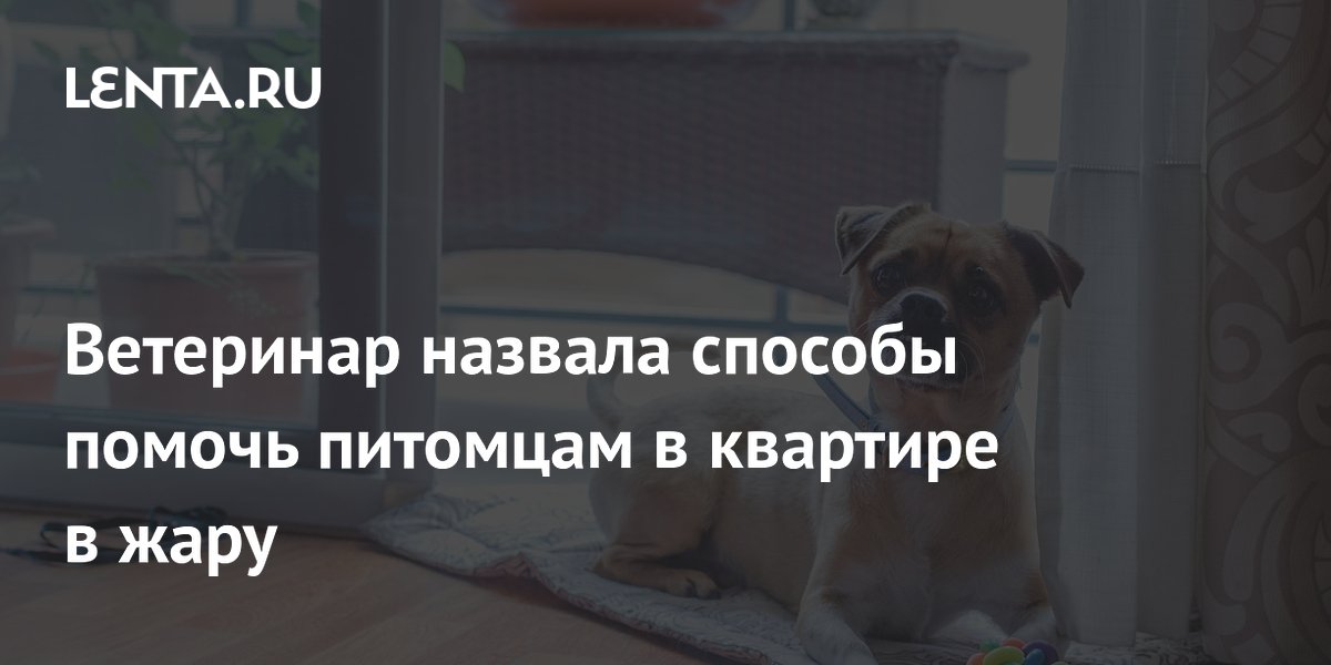 Ветеринар назвала способы помочь питомцам в квартире в жару
