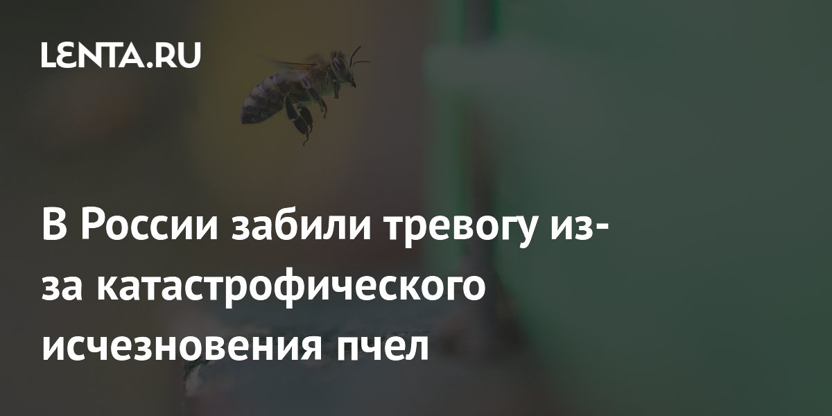 В России забили тревогу из-за катастрофического исчезновения пчел