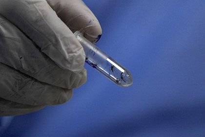 Российские туристы 127 раз с начала года завезли в страну лихорадку денге