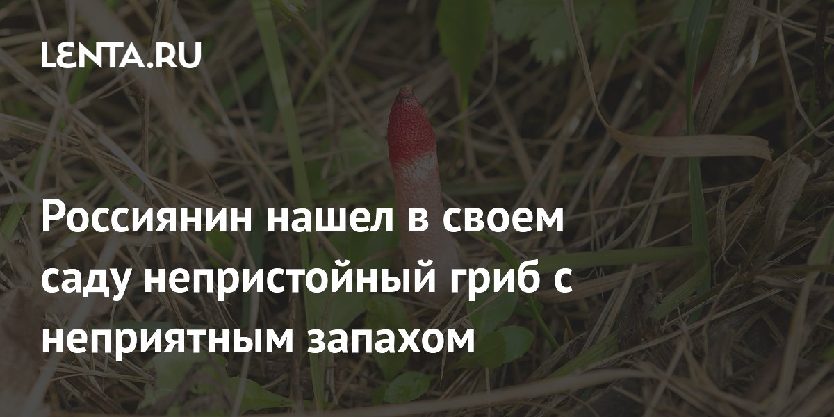 Россиянин нашел в своем саду непристойный гриб с неприятным запахом