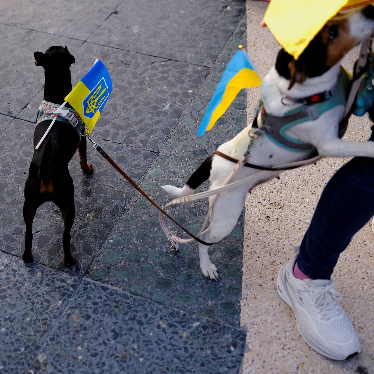 На Украине мобилизовали собаку