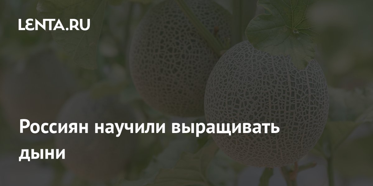 Россиян научили выращивать дыни