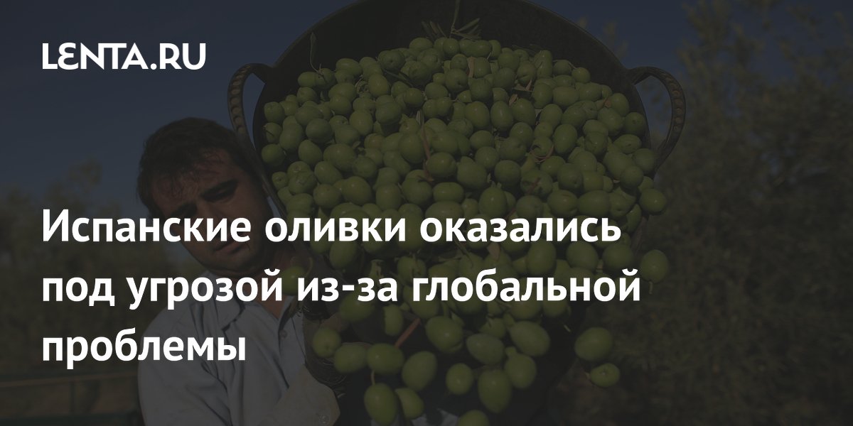 Испанские оливки оказались под угрозой из-за глобальной проблемы
