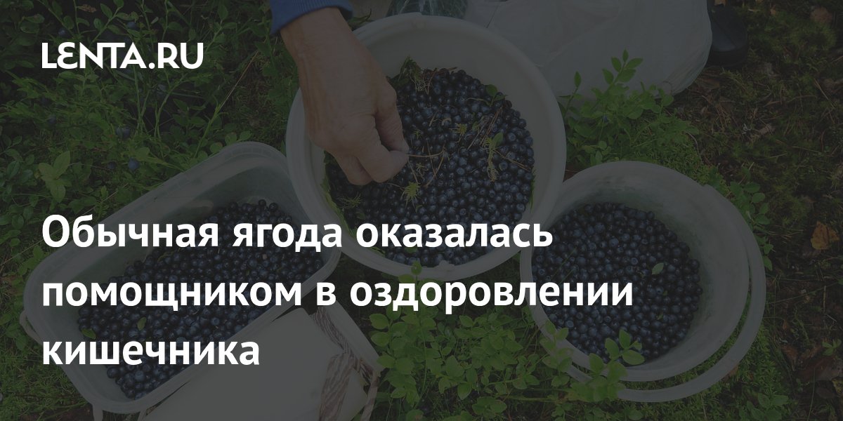 Обычная ягода оказалась помощником в оздоровлении кишечника