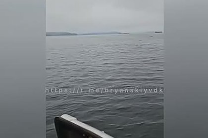 Медведь проплыл 10 километров до Владивостока и попал на видео