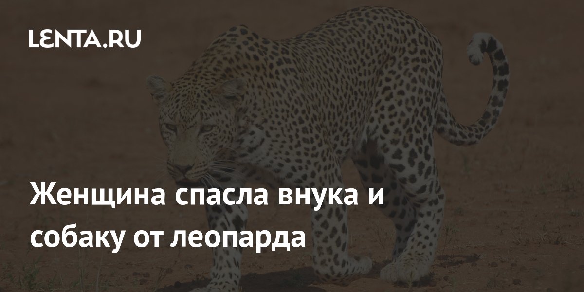 Женщина спасла внука и собаку от леопарда