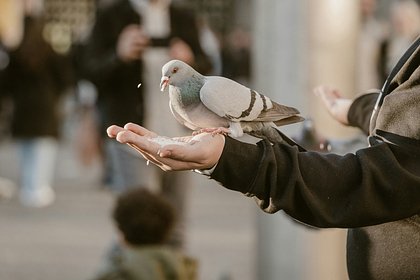 У москвича развилась редкая болезнь из-за голубей