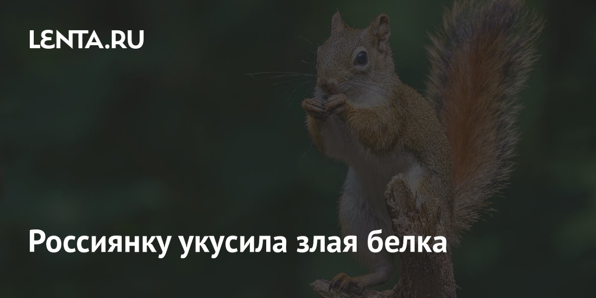 Россиянку укусила злая белка