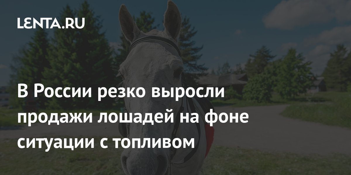 В России резко выросли продажи лошадей на фоне ситуации с топливом
