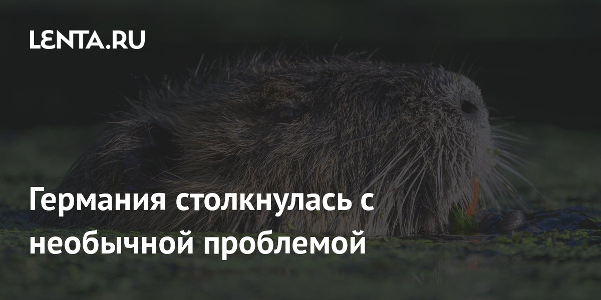 Германия столкнулась с необычной проблемой
