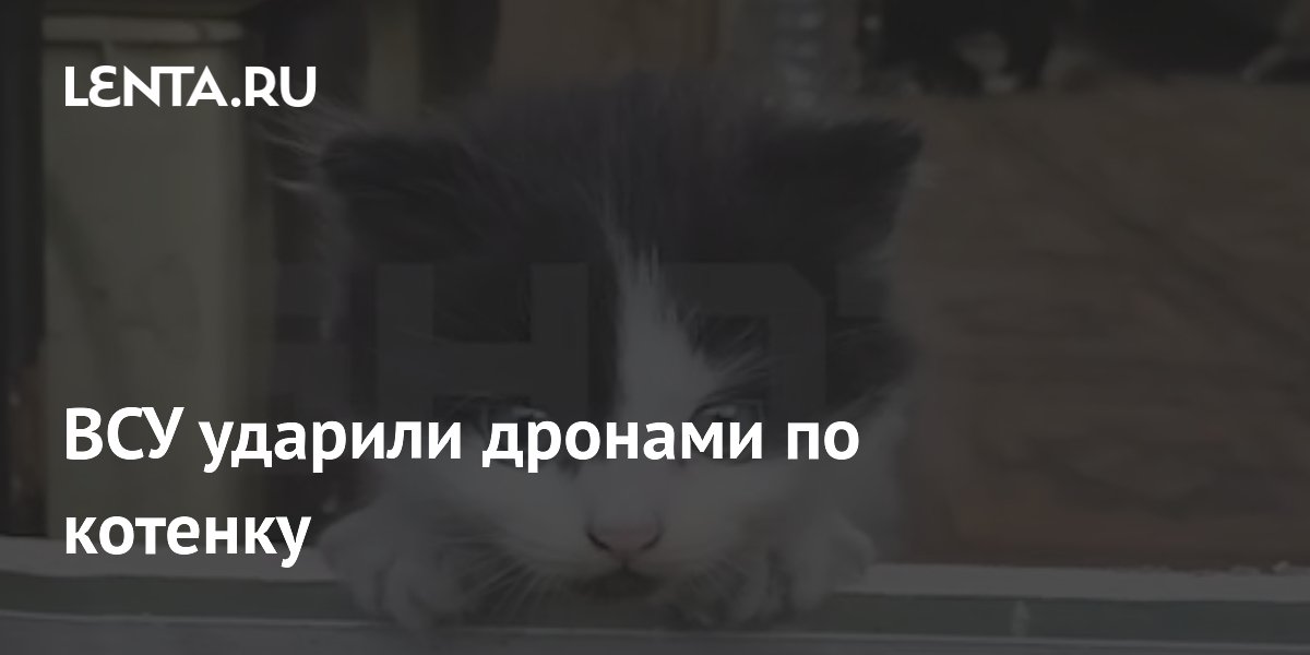 ВСУ ударили дронами по котенку