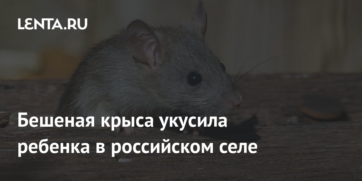 Бешеная крыса укусила ребенка в российском селе