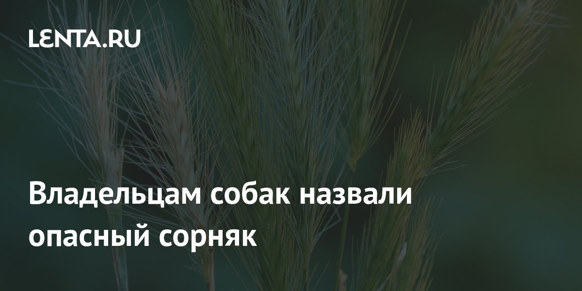 Владельцам собак назвали опасный сорняк