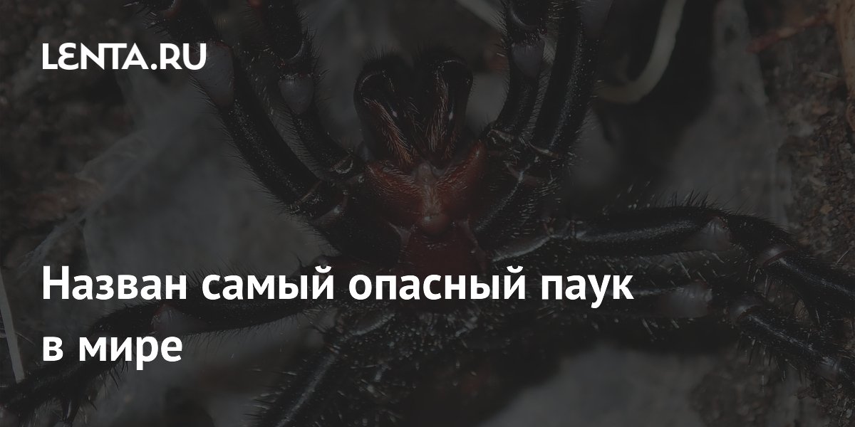 Назван самый опасный паук в мире