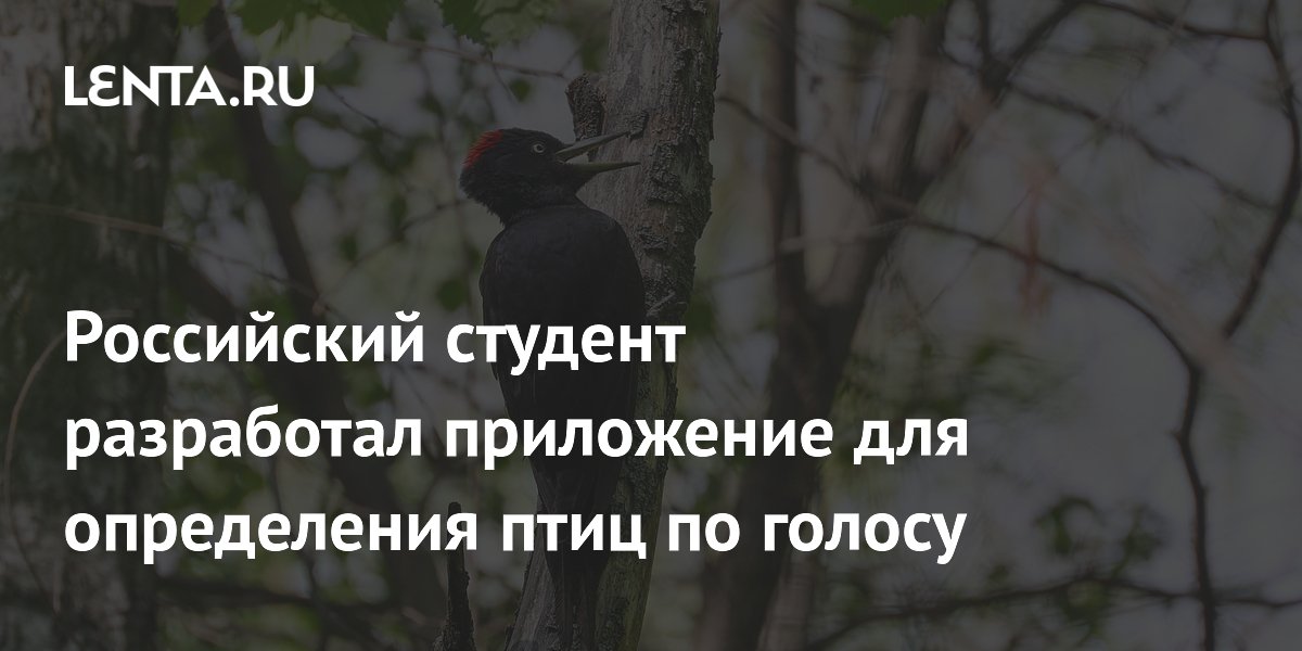 Российский студент разработал приложение для определения птиц по голосу