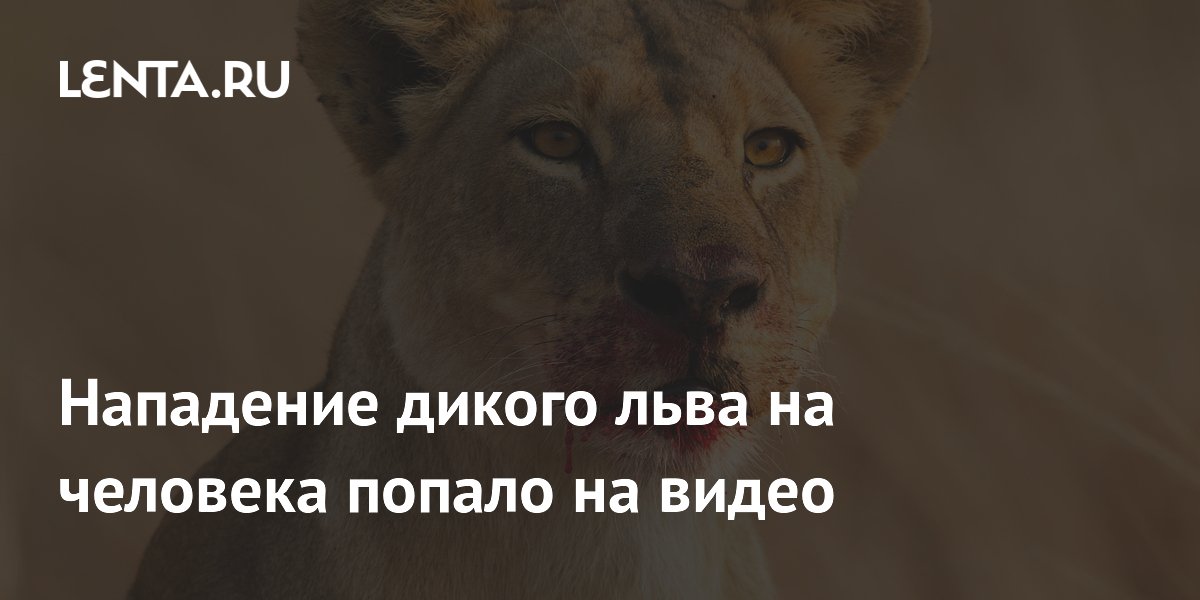 Нападение дикого льва на человека попало на видео