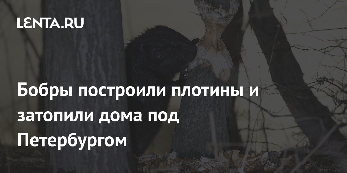 Бобры построили плотины и затопили дома под Петербургом